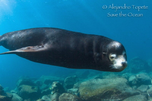 Male Sea Lion around, La Paz Mexico by Alejandro Topete 